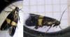 Elachista chrysodesmella